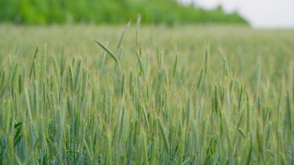 A Beautiful Lush Wheat Field in the Early Growth Stage of Development and Maturation