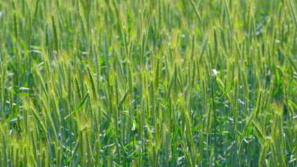 A Beautiful and Lush Green Wheat Field in the Early Growth Stage of Its Development Process