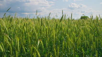 A Vibrant Green Wheat Field Lies Under a Bright Blue Sky on a Beautiful Summer Day