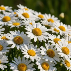 Obraz premium Radiant daisies in the sunlight, a captivating floral arrangement of white petals