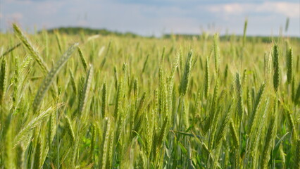 A Beautiful Lush Green Wheat Field Spreading Wide Under the Bright Blue Sky Above