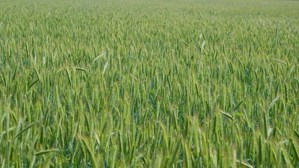 A Beautiful Lush Green Wheat Field is Set Beneath a Clear Blue Sky Filled with Sunshine