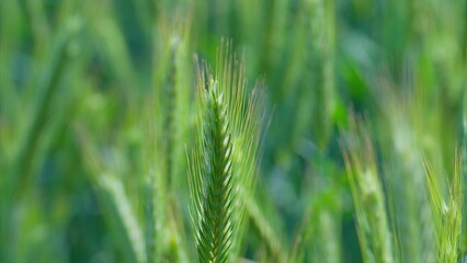 Closeup of a Vibrant and Lush Green Wheat Field Captured in a Beautiful Landscape Setting