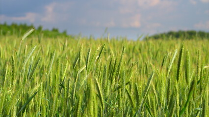 A Beautiful and Vibrant Wheat Field Expansively Spread Under a Bright Blue Sky That Shines Above It