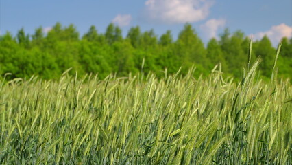 A Beautiful and Vibrant Wheat Field Is Spread Out Beneath a Bright and Clear Blue Sky Above