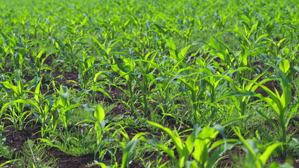 Lush and Vibrant Green Corn Field at the Early Growth Stage of Its Lifecycle in Agriculture