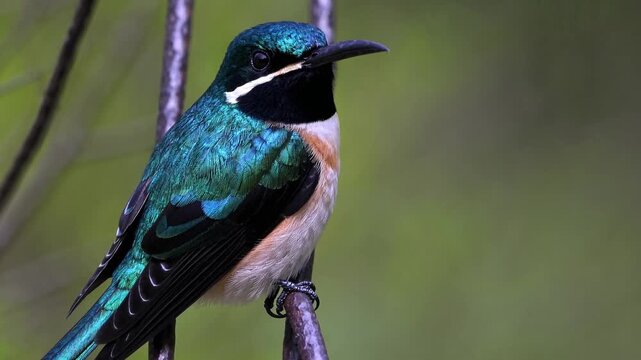Stunning Whiskered Treeswift, Vividly Perched on a Branch Ideal for Lifestyle Branding, Boosts Creativity.