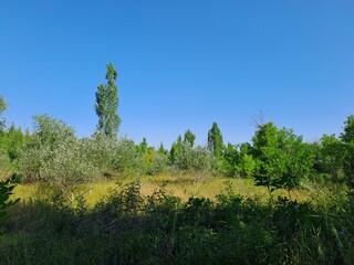 Fototapeta premium landscape with trees