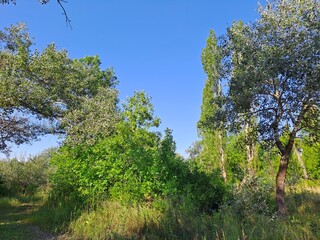 trees and blue sky
