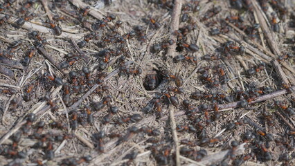 Exploring Ant Colony Activity and Its Impact on Soil Ecosystems and Biodiversity