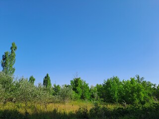 Fototapeta premium trees in the forest