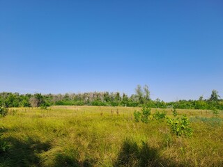 landscape with trees and blue sky