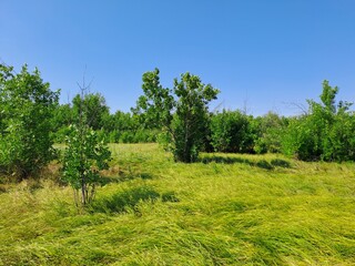landscape with trees
