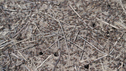 This image shows a Natural Ground Texture of Ants Straws and Grains, highlighting earths details