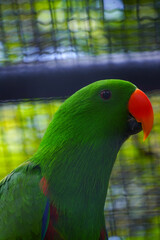A male eclectus parrot with a bright green plumage and an orange beak is shown in a close-up portrait, looking to the left.