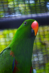 A male eclectus parrot with a bright green plumage and an orange beak is shown in a close-up portrait, looking to the left.