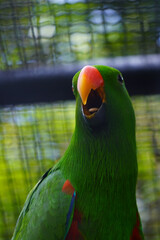 Fototapeta premium A male eclectus parrot with a bright green plumage and an orange beak is shown in a close-up portrait, looking to the left.