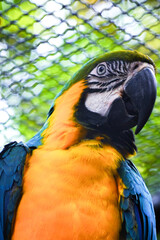 A striking close-up portrait of a blue-and-yellow macaw with vibrant blue and golden-yellow feathers, looking over its shoulder.