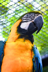A striking close-up portrait of a blue-and-yellow macaw with vibrant blue and golden-yellow feathers, looking over its shoulder.