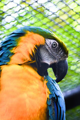 A striking close-up portrait of a blue-and-yellow macaw with vibrant blue and golden-yellow feathers, looking over its shoulder.