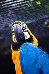 A striking close-up portrait of a blue-and-yellow macaw with vibrant blue and golden-yellow feathers, looking over its shoulder.