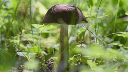Mushroom Growing in Lush and Vibrant Greenery Found in Natures Rich Ecosystem and Landscape