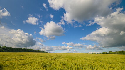 A serene wheat field stretches under a blue sky dotted with fluffy white clouds