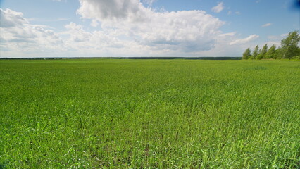 A Serene and Tranquil Green Field is Spreading Vastly Under a Clear and Bright Blue Sky