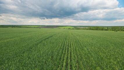 Obraz premium Vast and Lush Green Agricultural Fields Expansively Spread Beneath Dramatic, Changing Skies