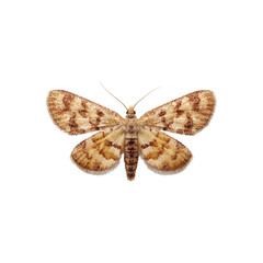 Close-Up View of a Beautiful Moth Displaying Intricate Patterns and Colors on Its Wings for Nature Enthusiasts and Educators