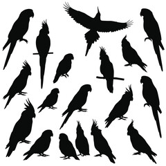 Obraz premium Assortment of black parrot and cockatiel silhouettes on white Keywords: parrot, cockatiel, bird, silhouette, flying, perched, animal, wildlife