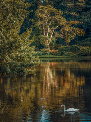 autumn in the park, Karlsaue in Kassel, Germany
