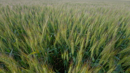 Fototapeta premium A Beautiful and Lush Green Wheat Field CloseUp Captured in the Soft Early Morning Light