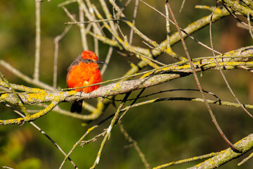 cardinal on a branch