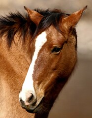 Fototapeta premium Portrait of a Wild Horse 
