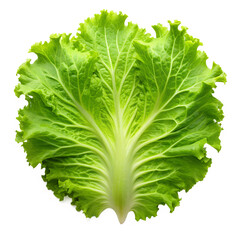 Lettuce Leaf Top Angle