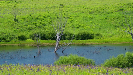 A stunning, lush green wetland with beautiful reflections shimmering in the waters surface