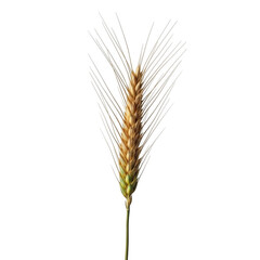 Golden wheat stalk isolated on transparent background