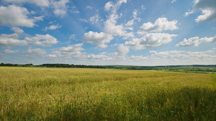 A Stunning and Beautiful Panoramic View of a Bright Sunny Meadow with a Clear Blue Sky Above