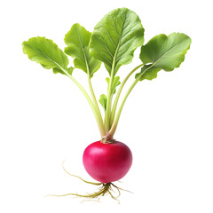 Radish with Root Realistic
