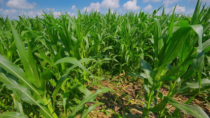 A Lush and Vibrant Green Cornfield Flourishing Under a Beautifully Bright Blue Sky
