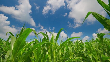 A vibrant green cornfield stretches widely under a clear blue sky filled with fluffy clouds