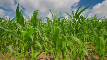 A vibrant and lush green cornfield is beautifully situated under a bright and stunning blue sky
