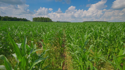 Fototapeta premium A Vast and Lush Green Cornfield Extends Under a Bright Blue Sky with Fluffy White Clouds Above
