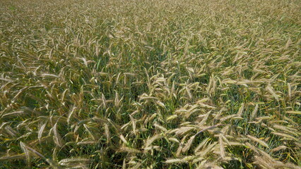 A Beautiful Field of Wheat is Swaying Gently in the Warm Breeze of the Summer Day