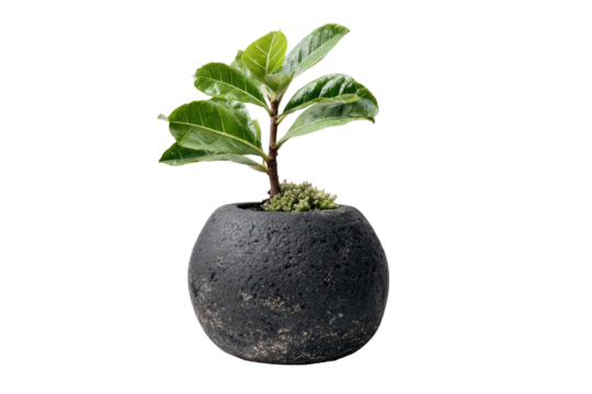 Small, dark gray, round planter with a young, vibrant ficus tree