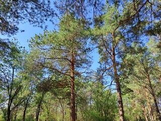 pine forest