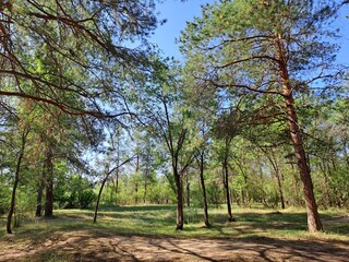 pine forest