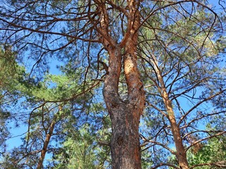 tree and sky pine