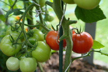 Close-up of a tomato plant with a cluster of vibrant green and ripe red tomatoes growing on the vine, showcasing the process of ripening